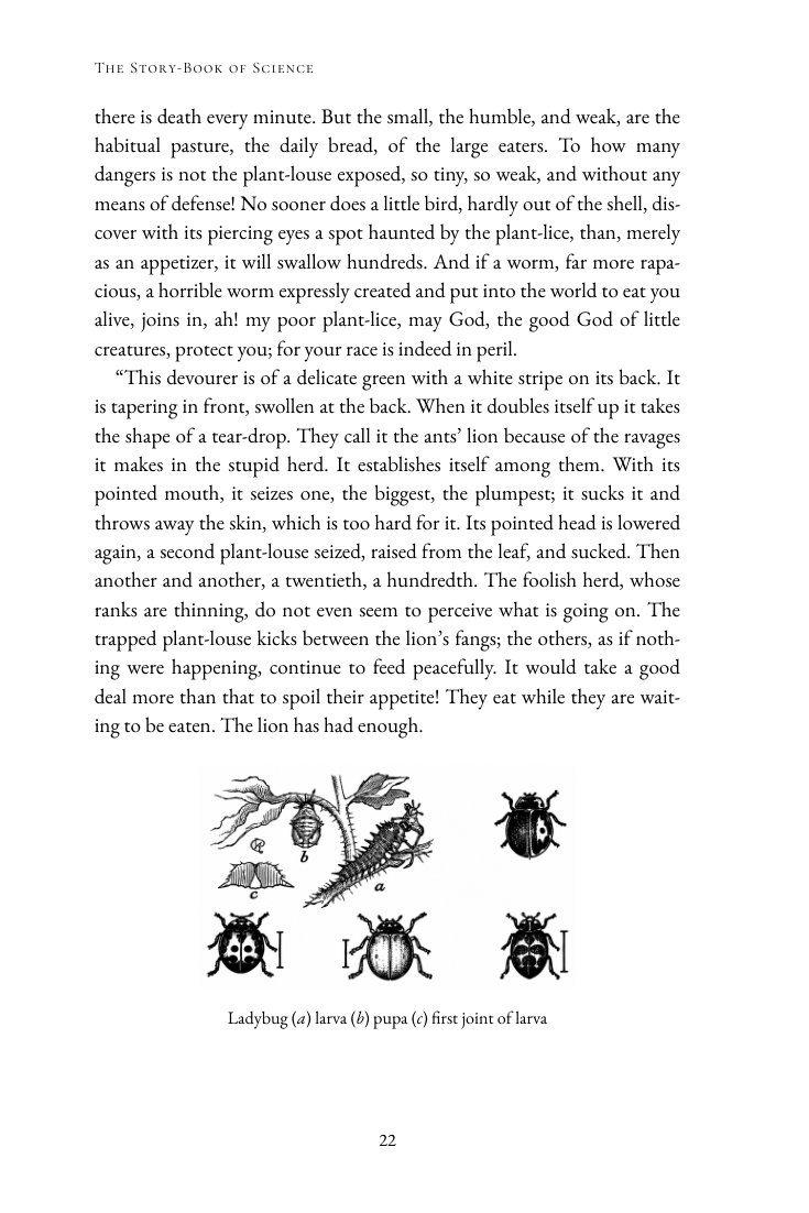 Restored scientific illustration showing ladybug development